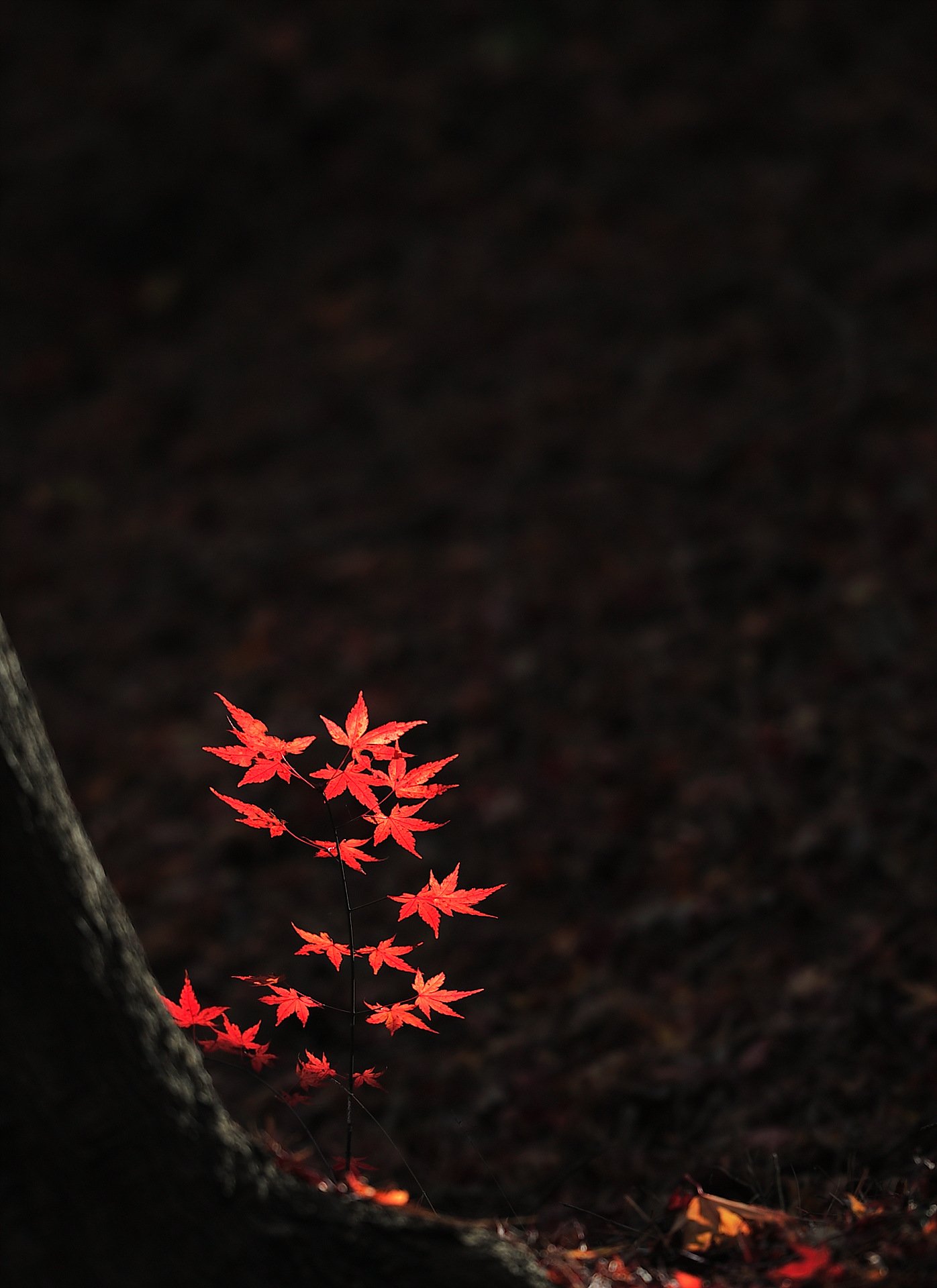 _DSC0977_00001.jpg : 가을의 끝자락을 부여잡고