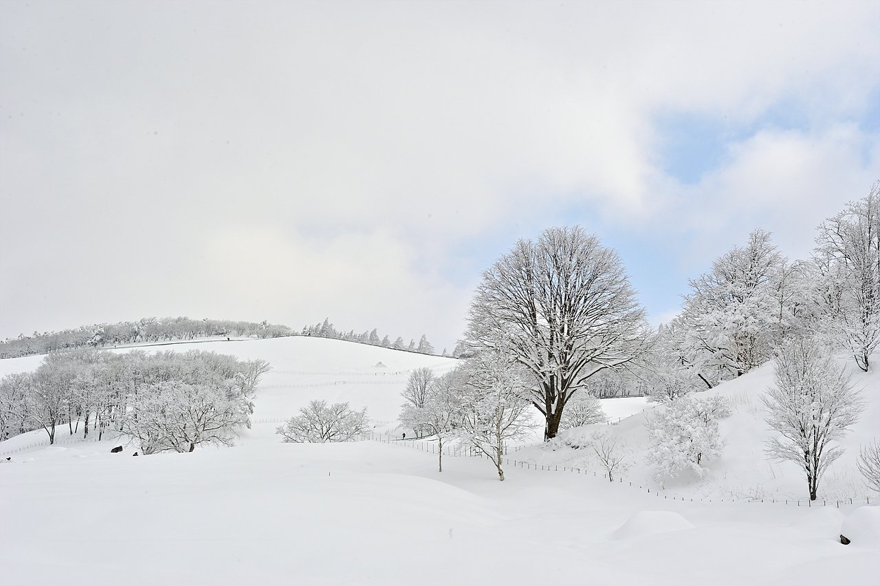 _DSC4634.jpg : 대관령 야떼목장