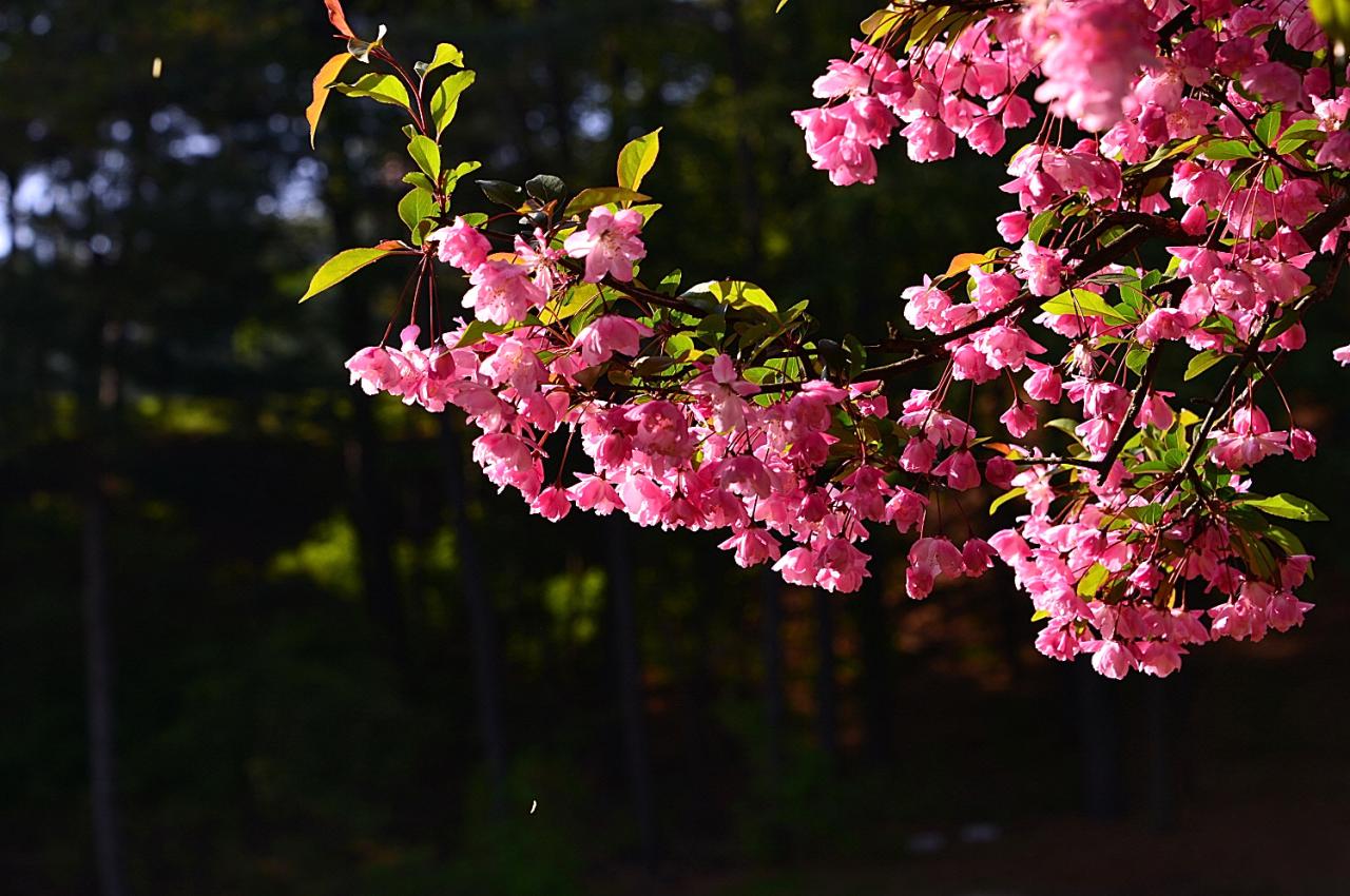 BandPhoto_8778726636.jpg : 하수화해당