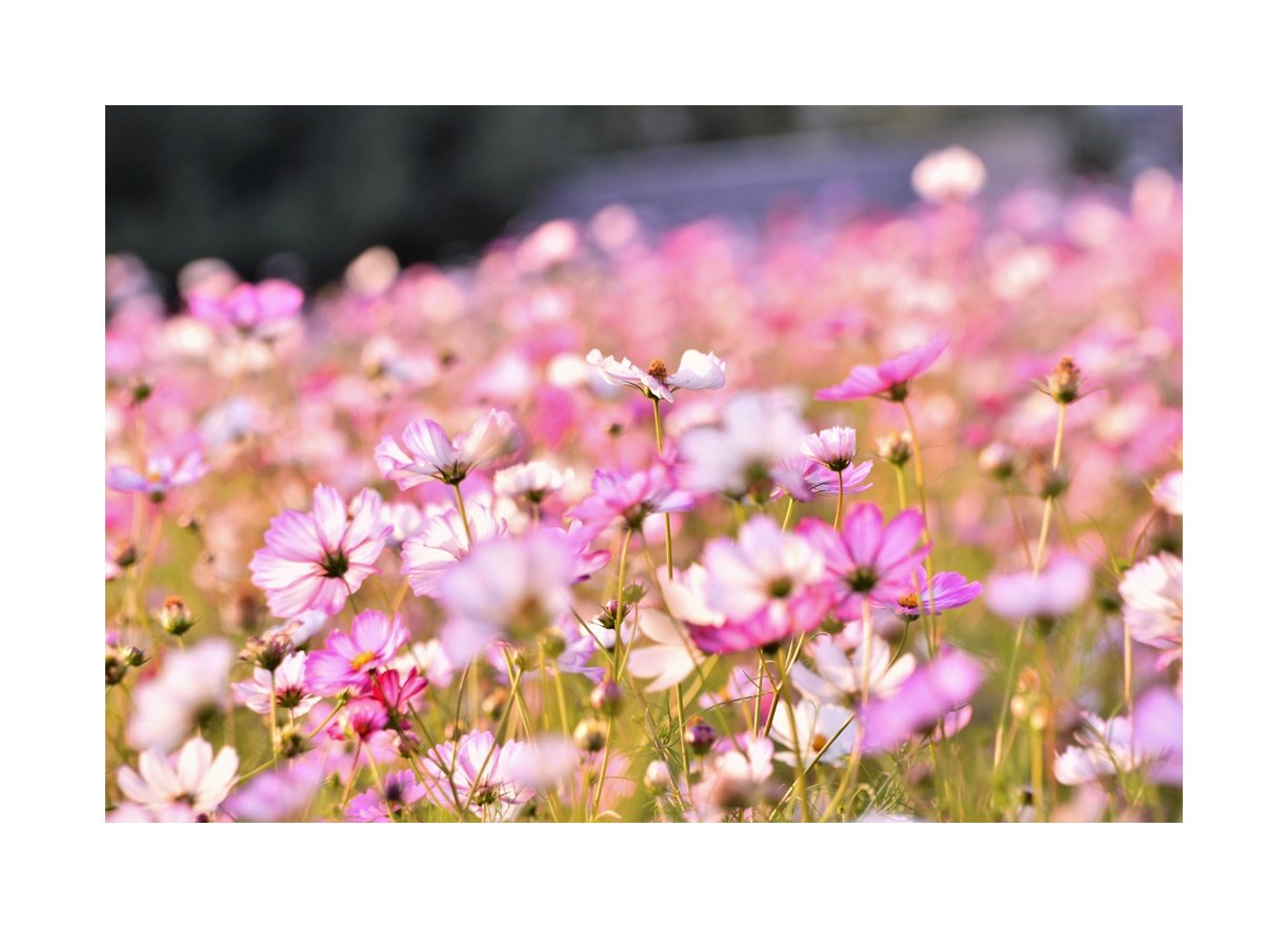 DSC_6603.JPG : 코스모스