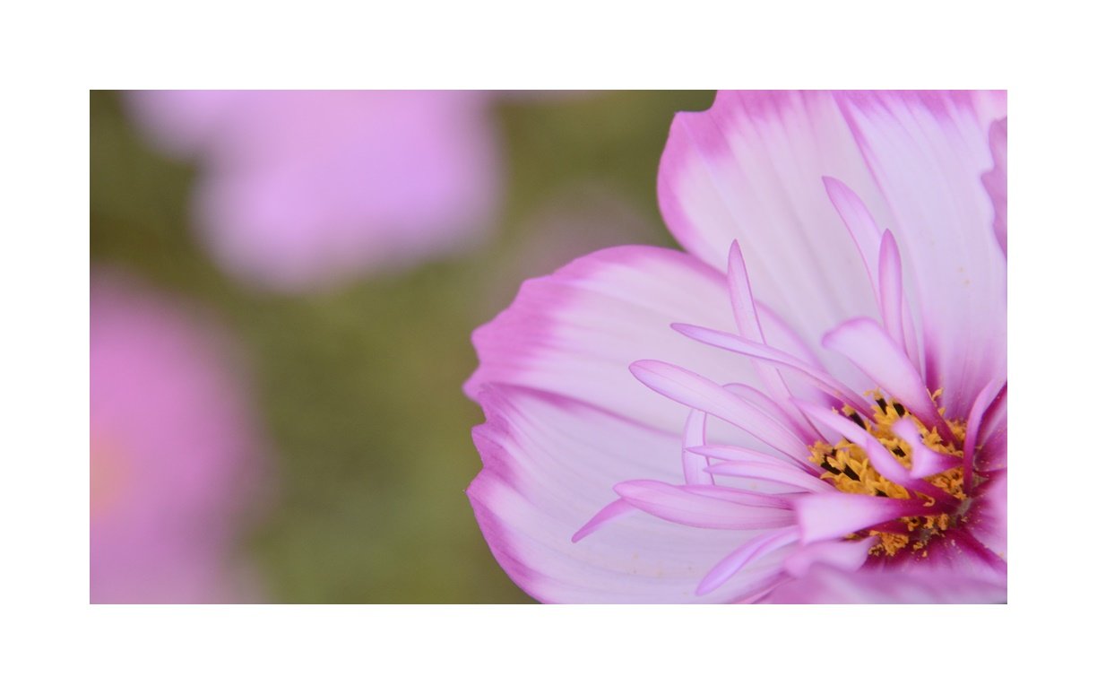 DSC_6721.JPG : 코스모스