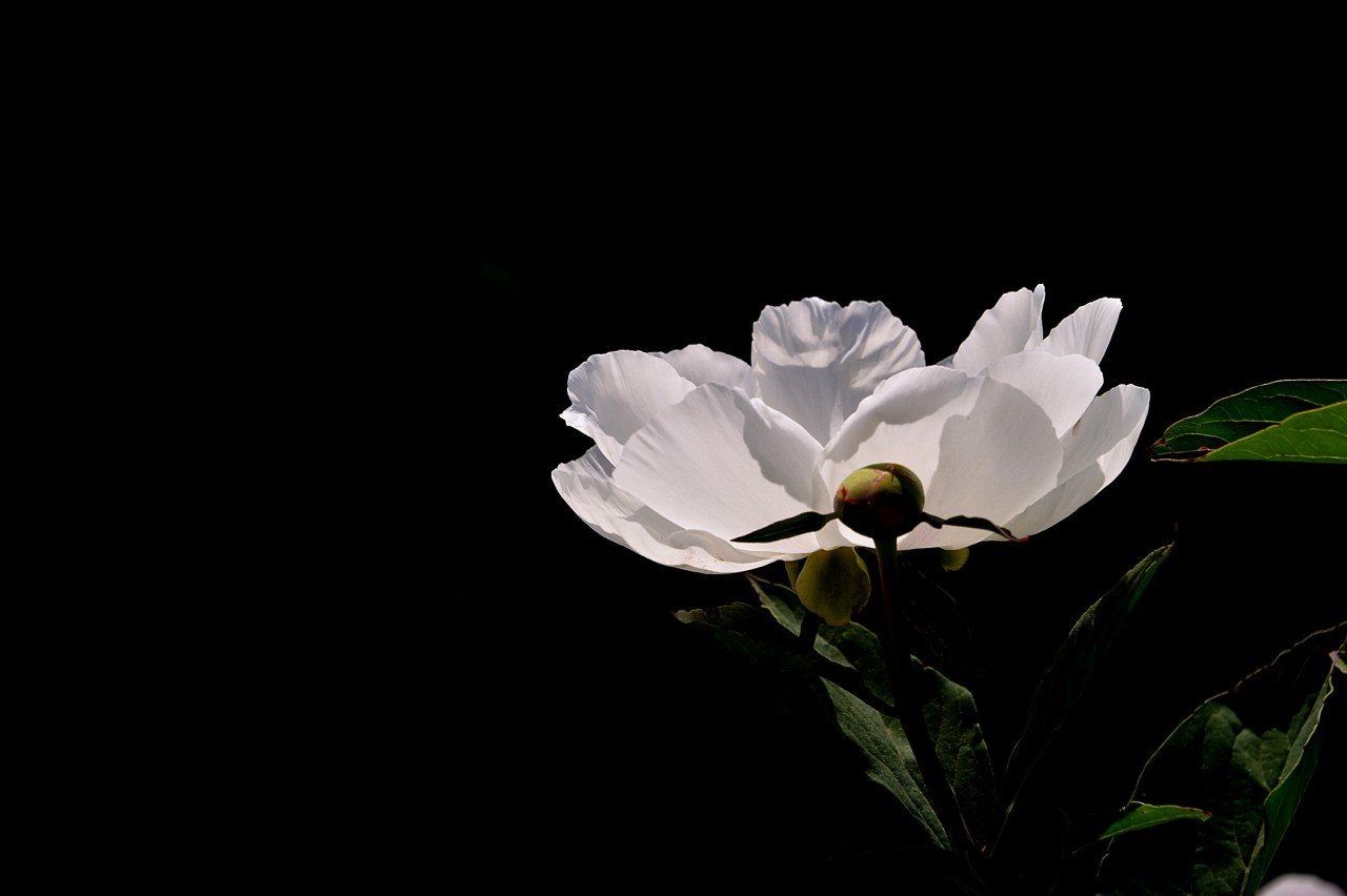 BandPhoto_8938990403.jpg : 작약이 필때면