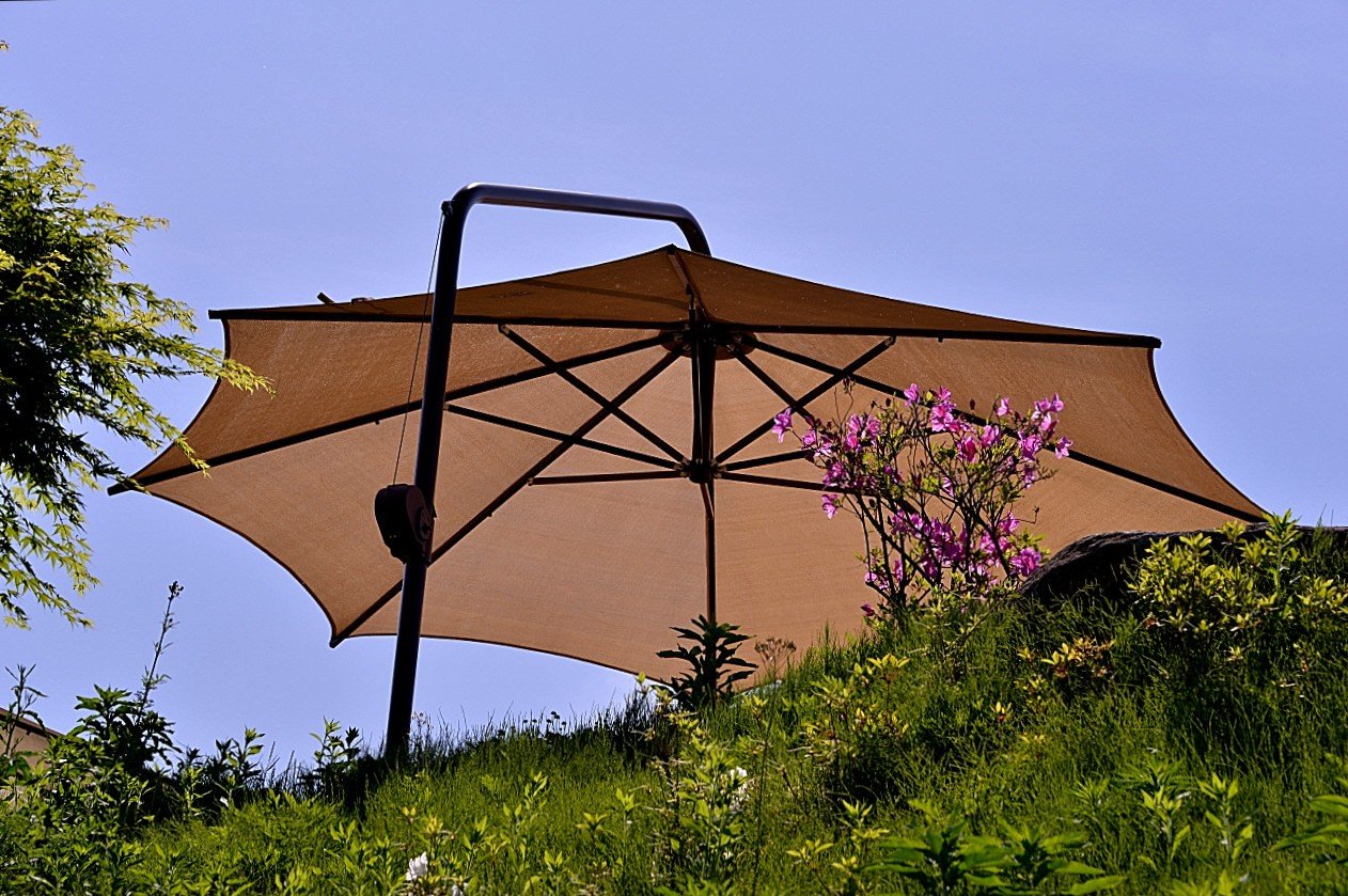 BandPhoto_8938990396.jpg : 작약이 필때면