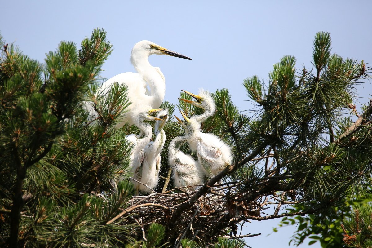 백로2.JPG : 엄마 밥 주세요