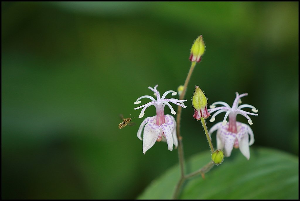 강17.jpg : 뻐꾹나리...