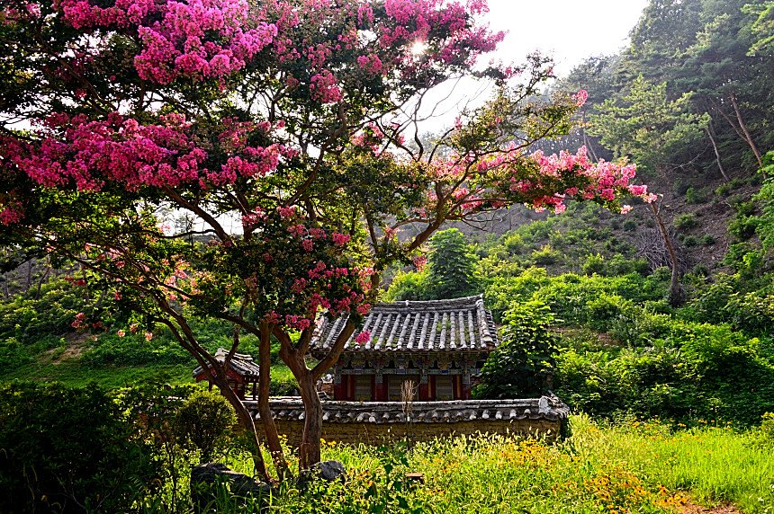 DSC_7753.JPG : 배롱나무에서 꽃이