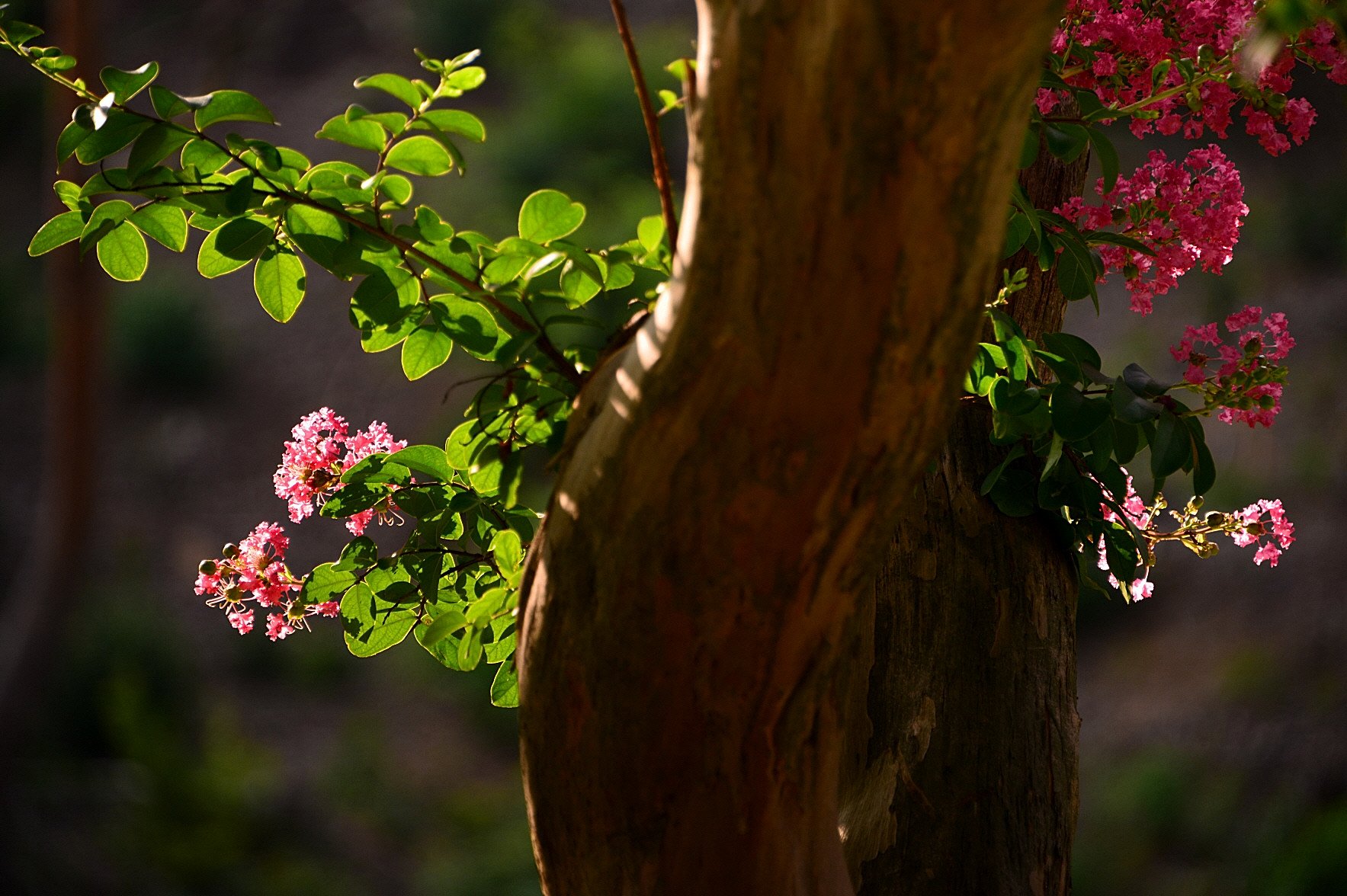 DSC_7769.JPG : 배롱나무에서 꽃이