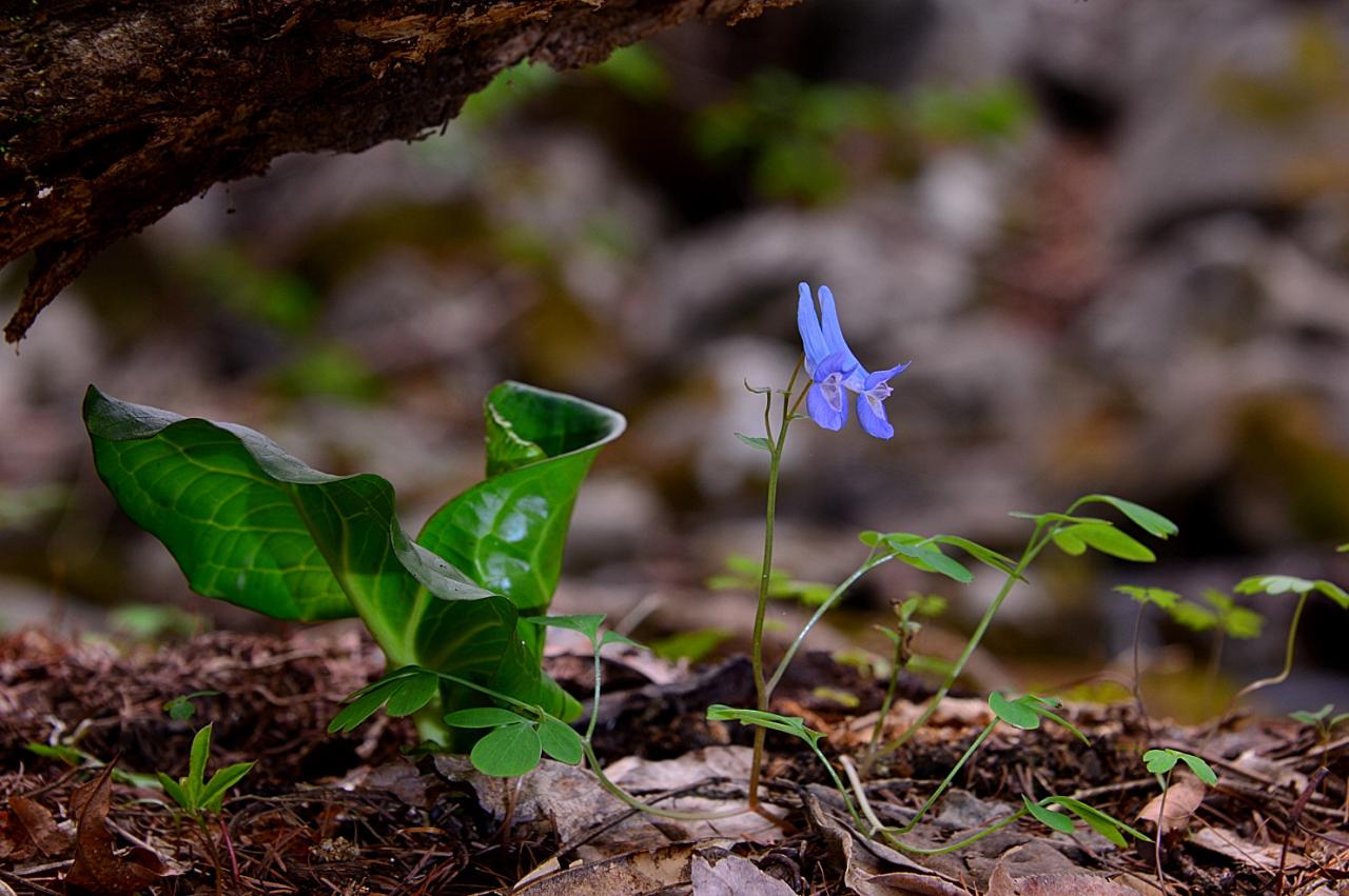 BandPhoto_5743971410.jpg : 개별꽃 & 현호색