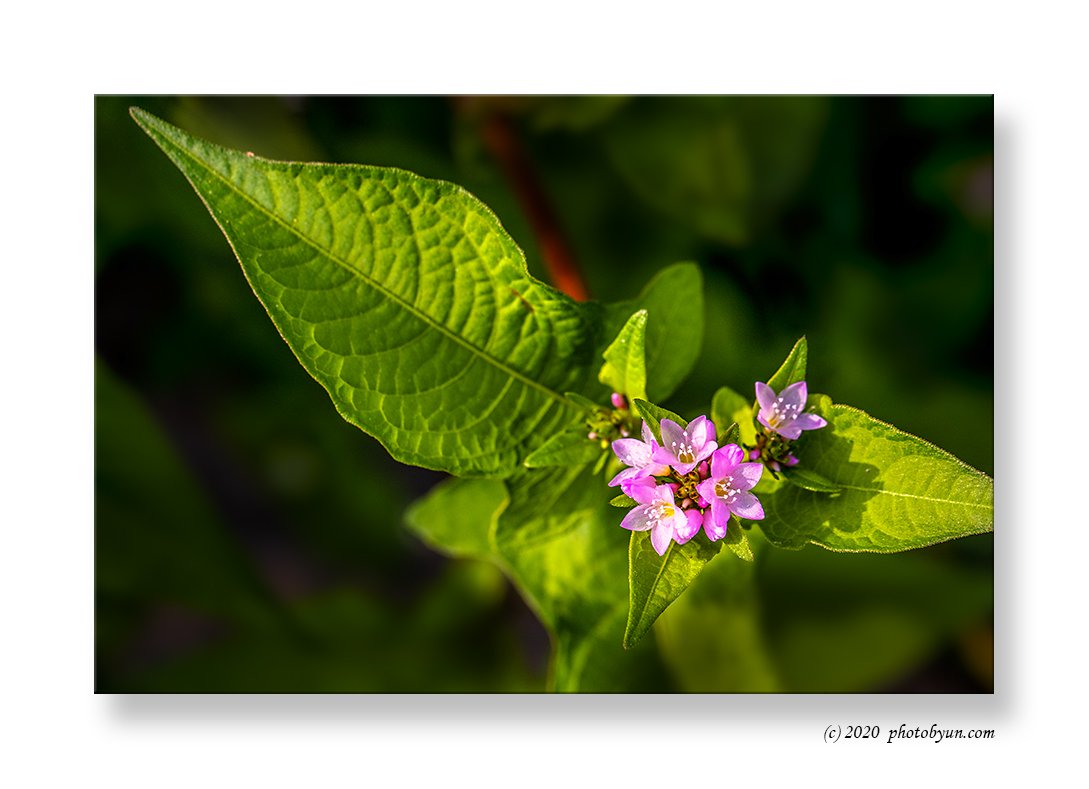 0P3A3053-1.jpg : 고마리