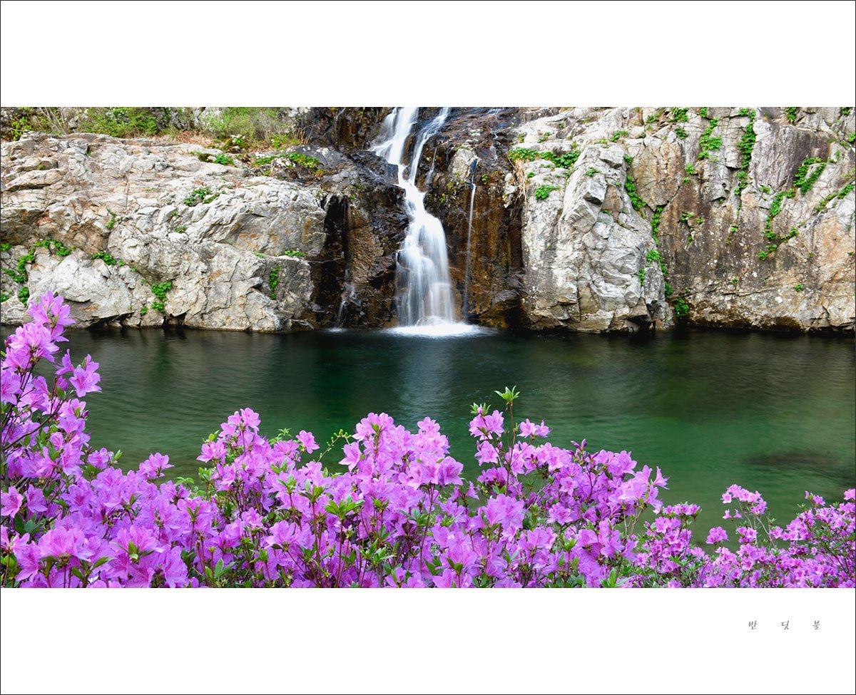 _DSC0979_431사본.jpg : 수달래