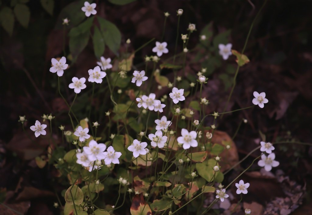 5K5A9007-20200915.jpg : 물매화