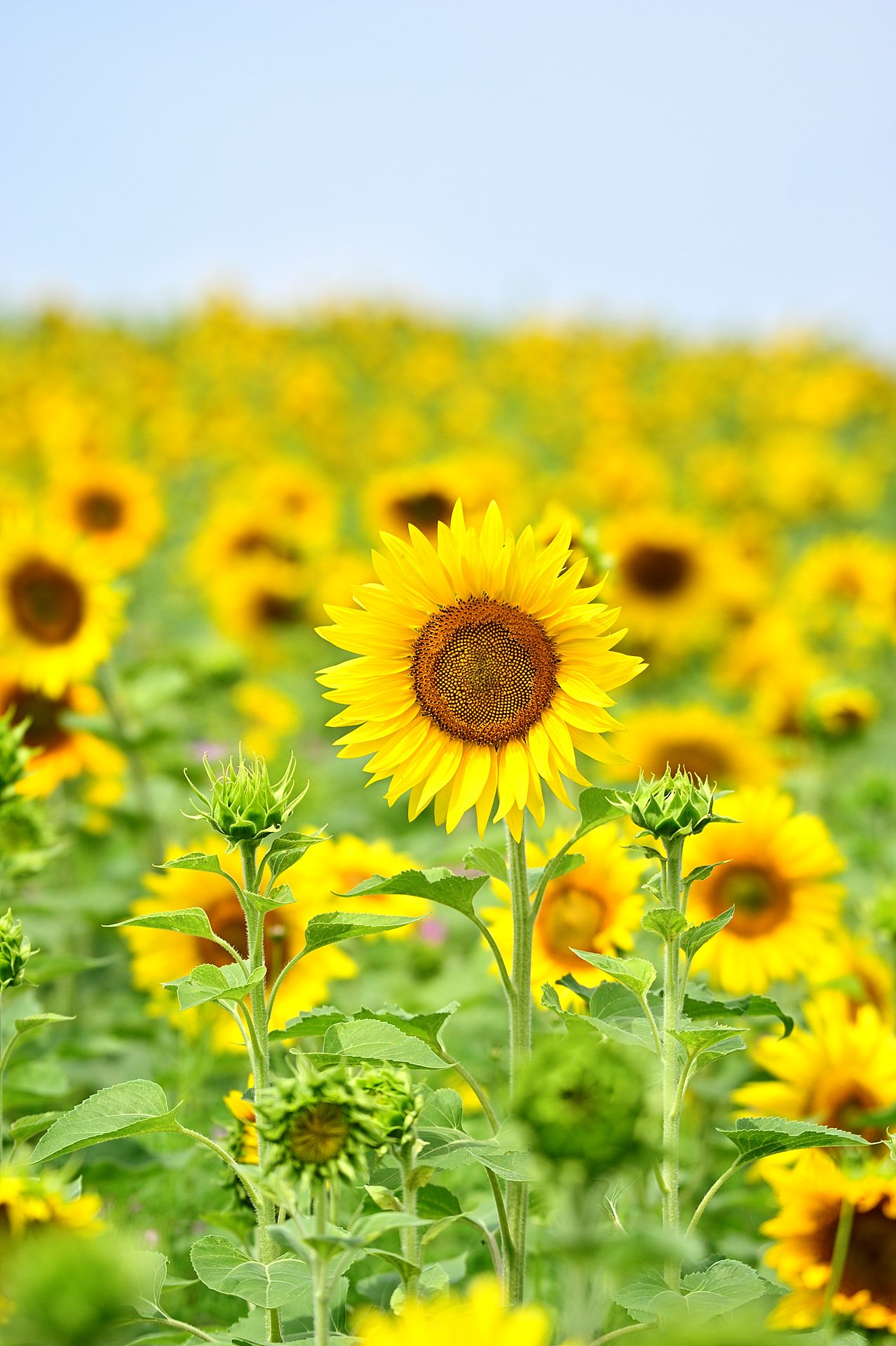 _DSC5746_1.jpg : 안성팜랜드