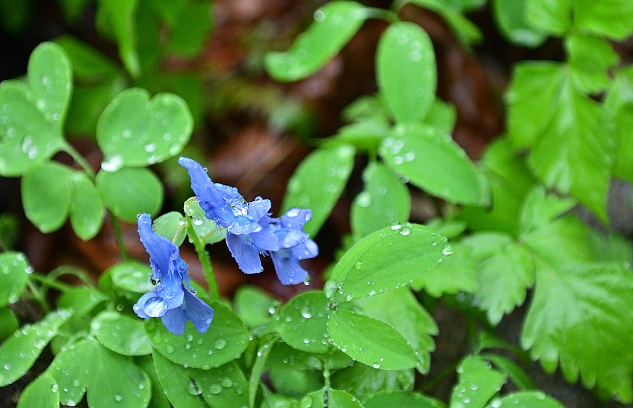 _DSC4572_00001_01.jpg : 곰배령에서 만난 야생화