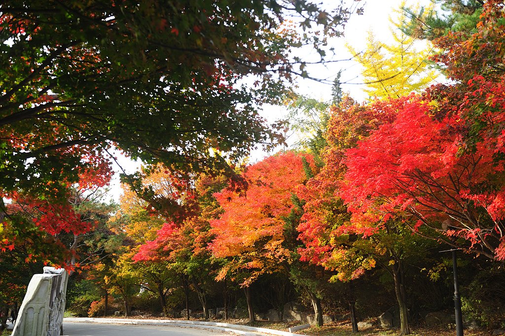 _DSC0421_00001.jpg : 미리내성지의 가을 소경(10월31일 상황)