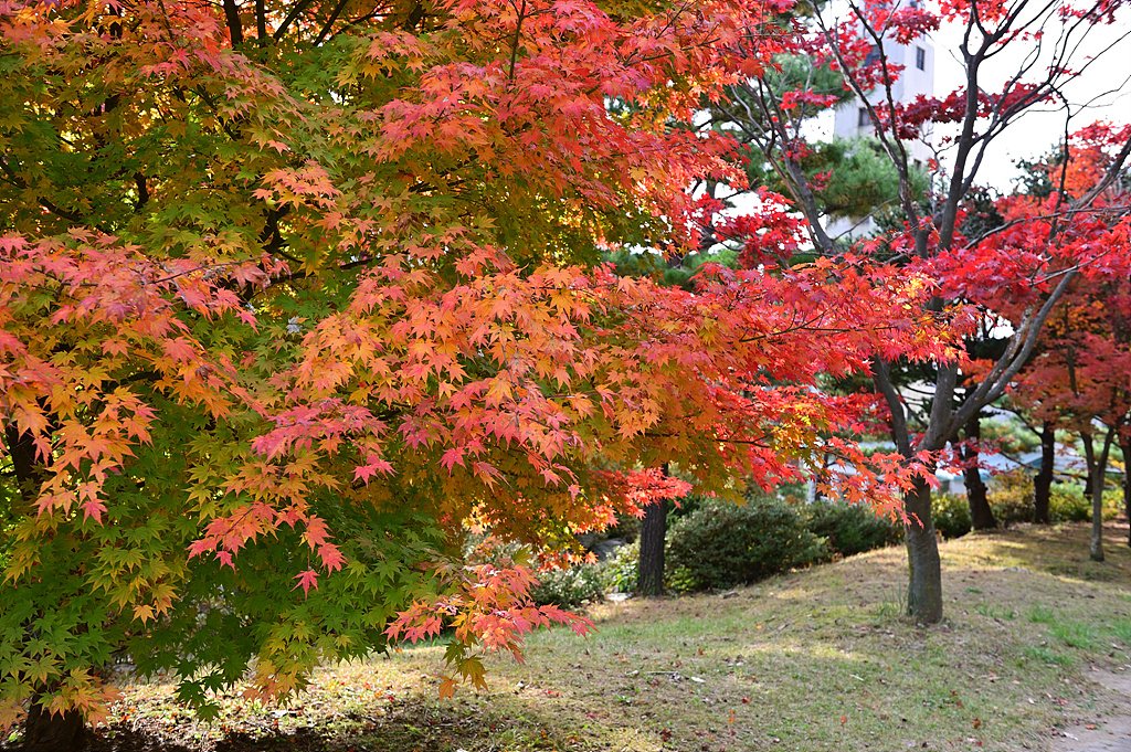 _DSC0444_00001.jpg : 미리내성지의 가을 소경(10월31일 상황)