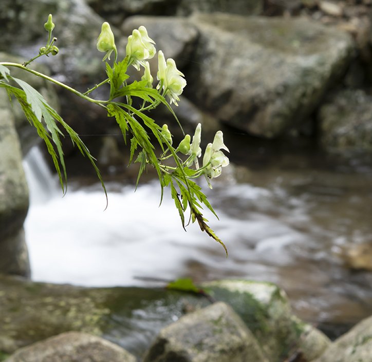 LMJ_66569.jpg : 흰투구꽃