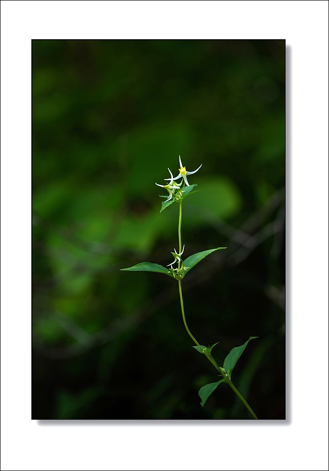 DSC_7277.jpg : 야생화 : 닻꽃