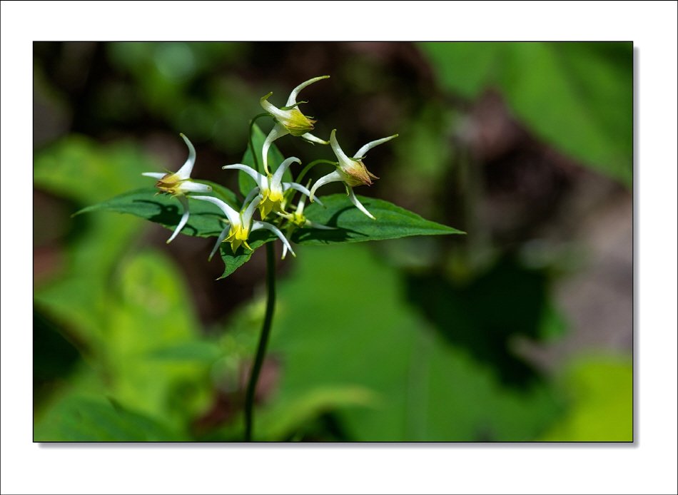 [R]DSC_7289.jpg : 야생화 : 닻꽃