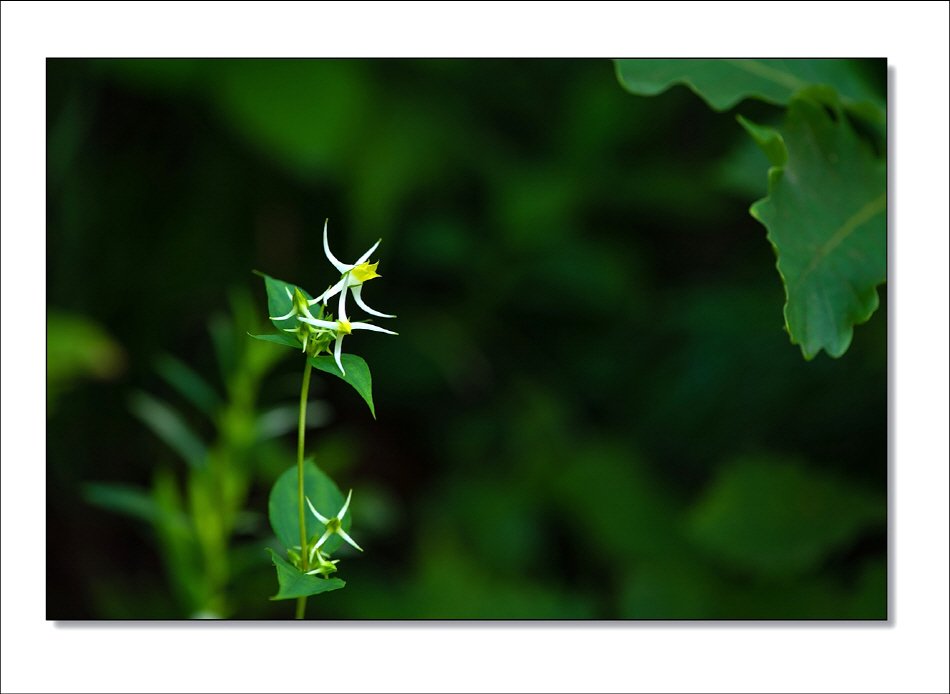 [R]DSC_7255.jpg : 야생화 : 닻꽃