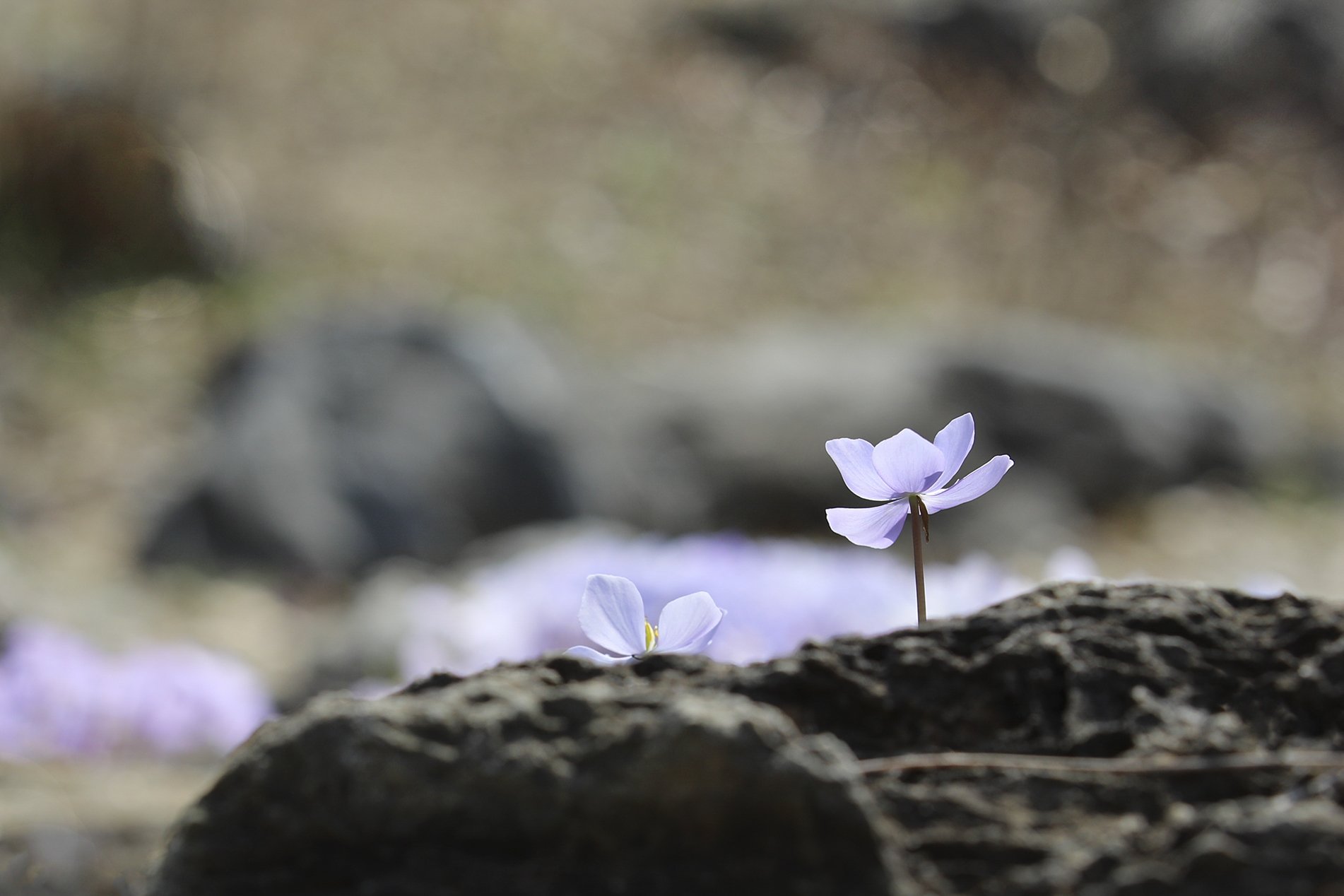 5.jpg : 깽갱이풀