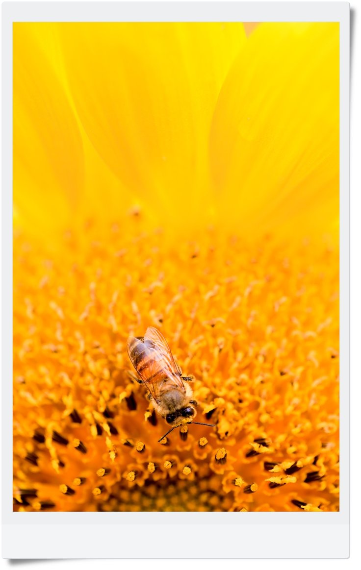 CHW_4318.jpg : 밥먹을땐 멍멍이도 안건든다네요.