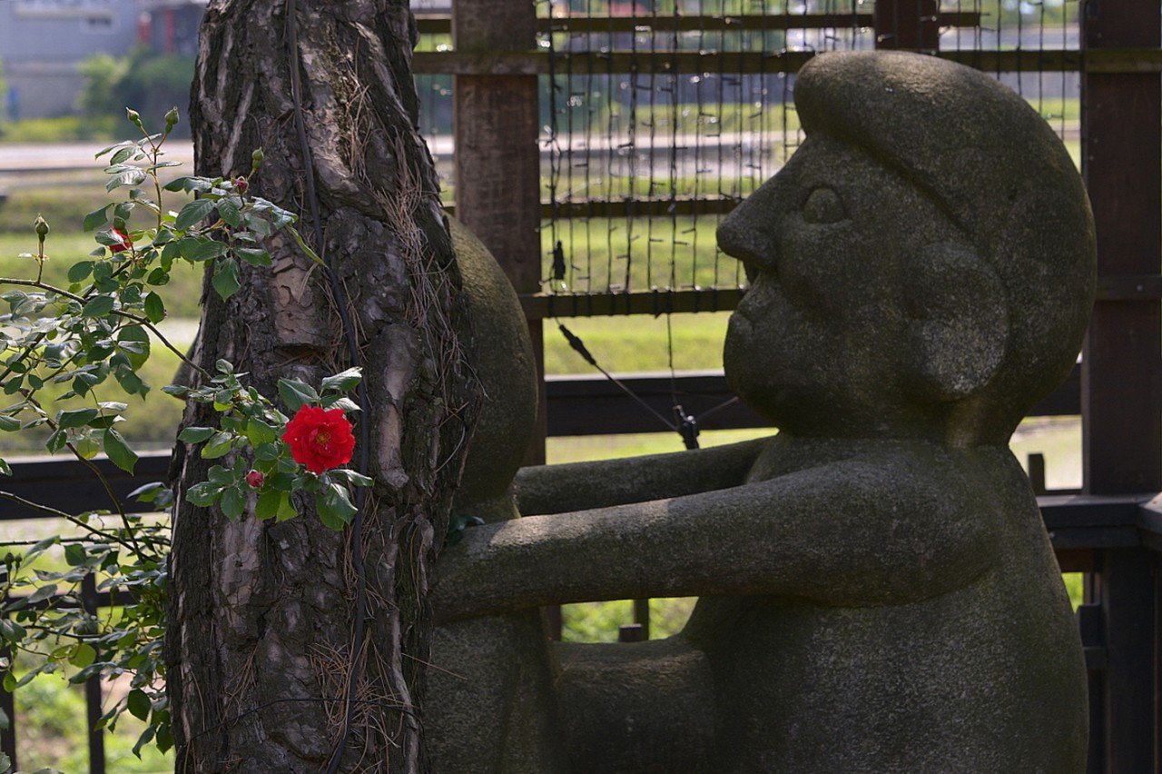 BandPhoto_20138413328.jpg : 오월의 장미