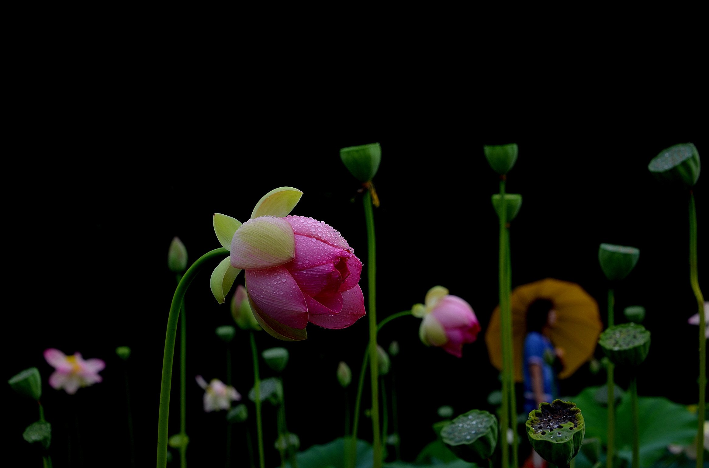 DSC_4135.JPG : 우중 연꽃