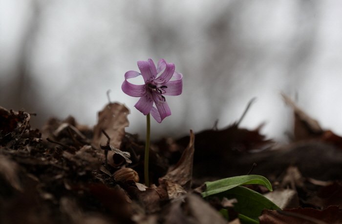 꾸미기_IMG_3342.JPG : 4월의 엘레지