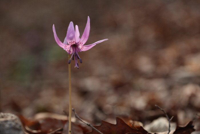 꾸미기_IMG_3403.JPG : 4월의 엘레지