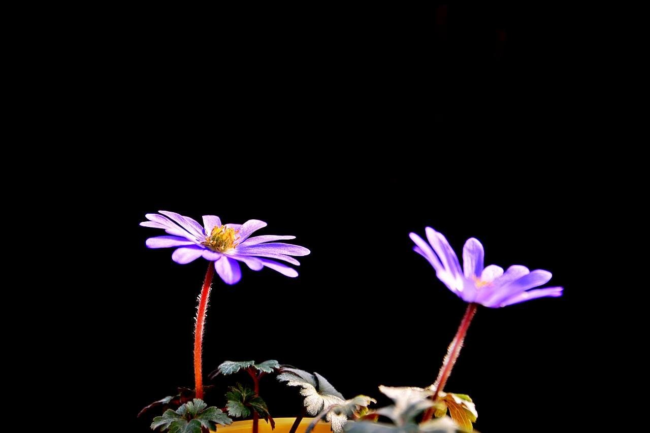 IMG_20180317_225433.jpg : 하늘 바람꽃