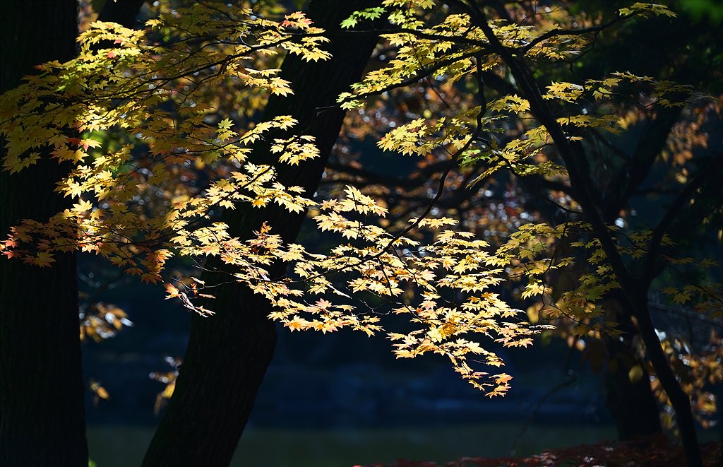 _DSC9604_00001.jpg : 창경궁