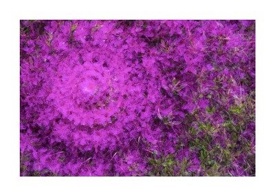 99B4B9335D65E0F20A5B43.jpg : 꽃잎들