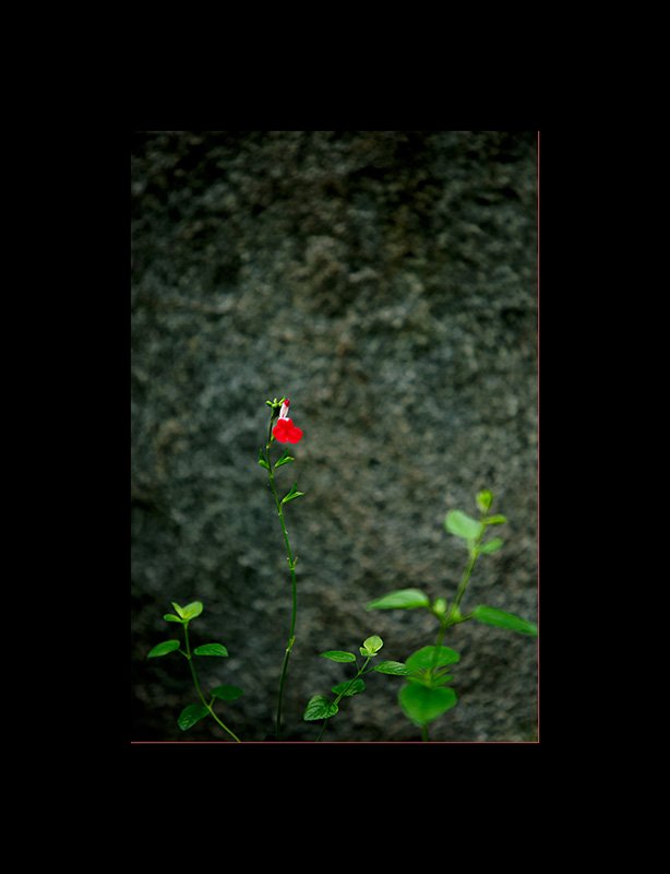 GGS_0950.jpg : 길 걷다가...