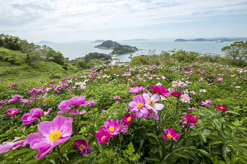 _LMJ8028.jpg : 작약이 있는 풍경