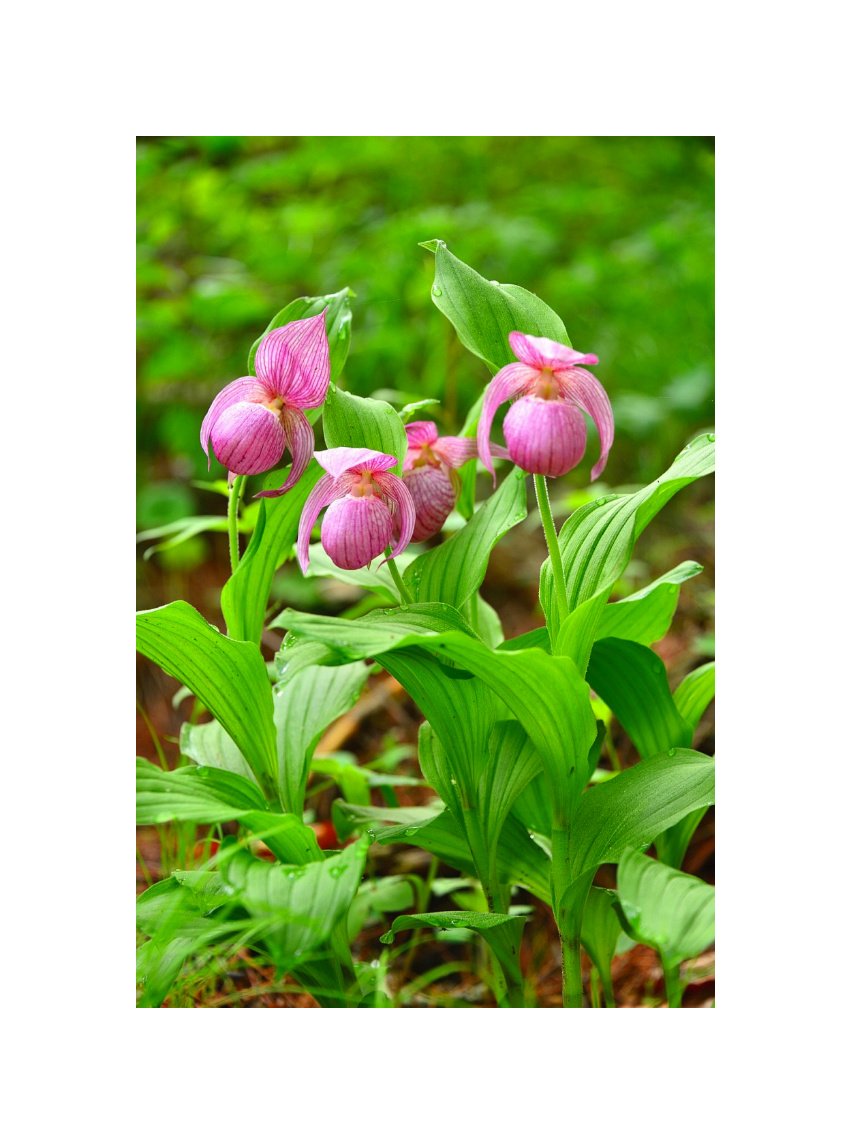 IMG_20210519_180402.jpg : 야생화따라~