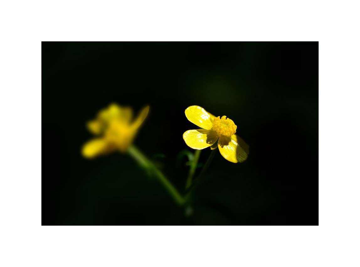 IMG_20210519_181144.jpg : 야생화따라~