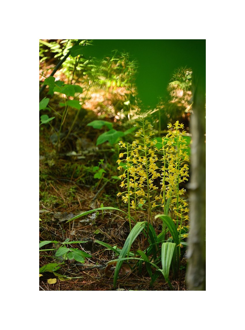 IMG_20210519_181611.jpg : 야생화따라~