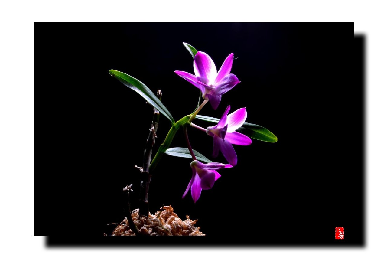 IMG_20170527_091708.jpg : 석곡란