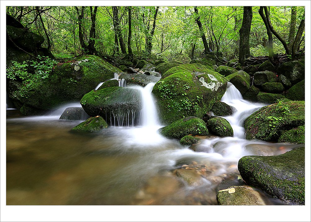 BN7A4048.jpg : 상동 이끼계곡