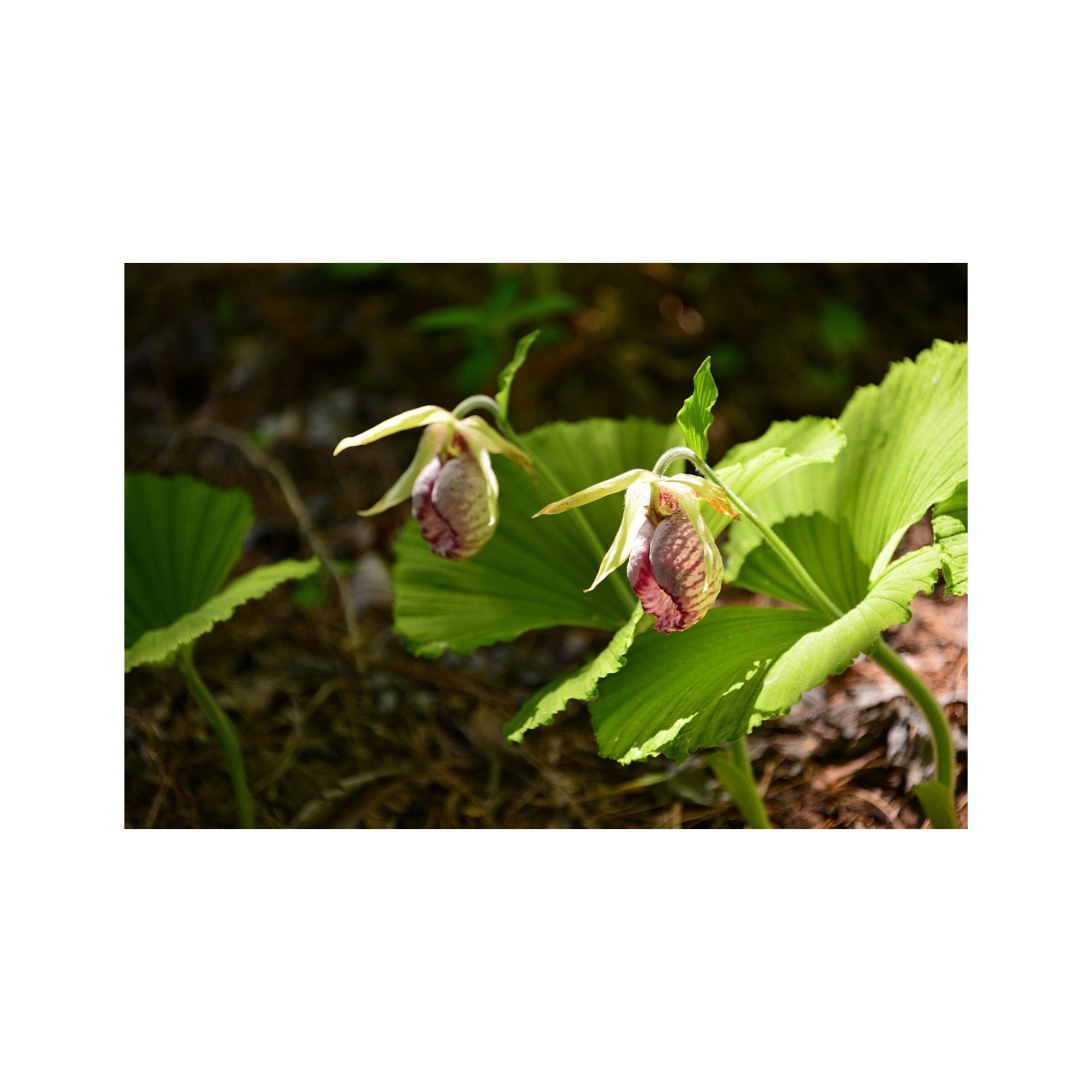 BeautyPlus_20210505123013849_save.jpg : 멸종위기 보호종