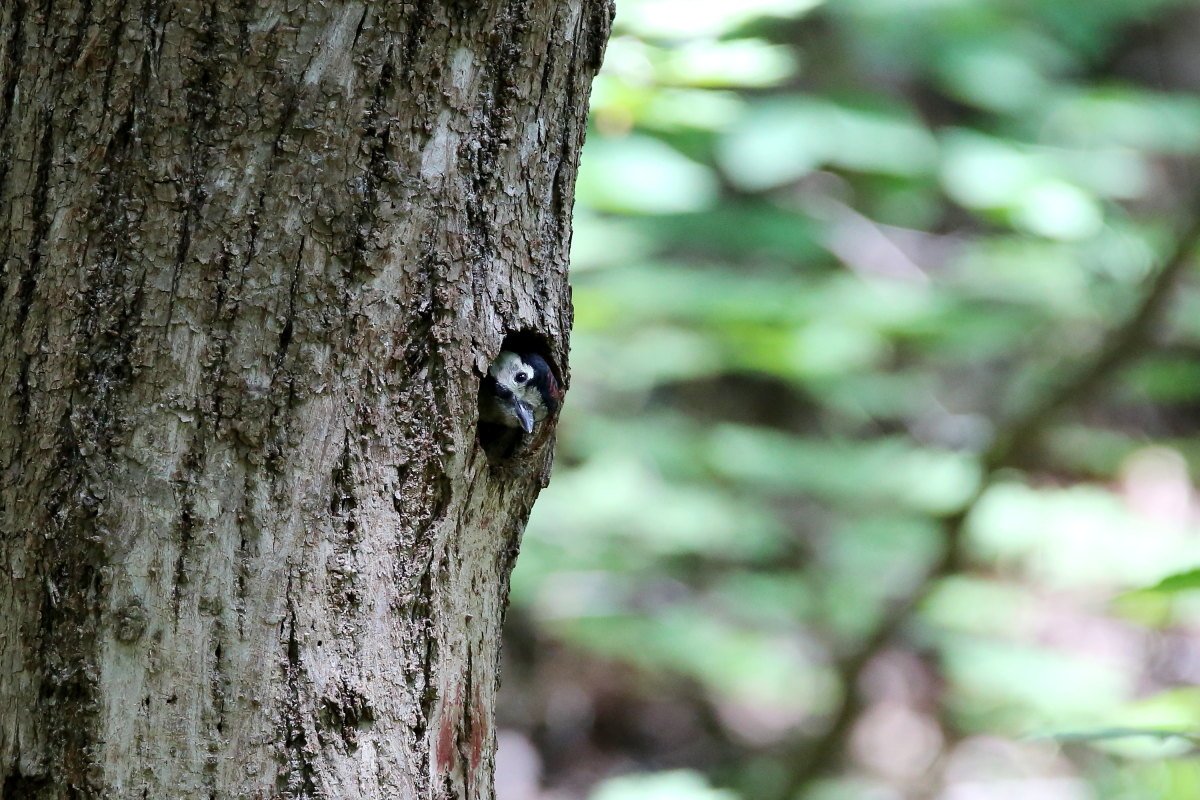 딱따구리1.JPG : 오색 딱따구리