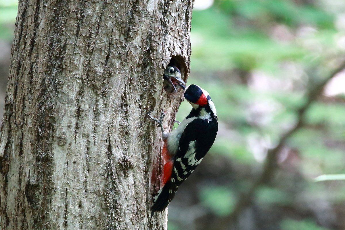 딱따구리3.JPG : 오색 딱따구리