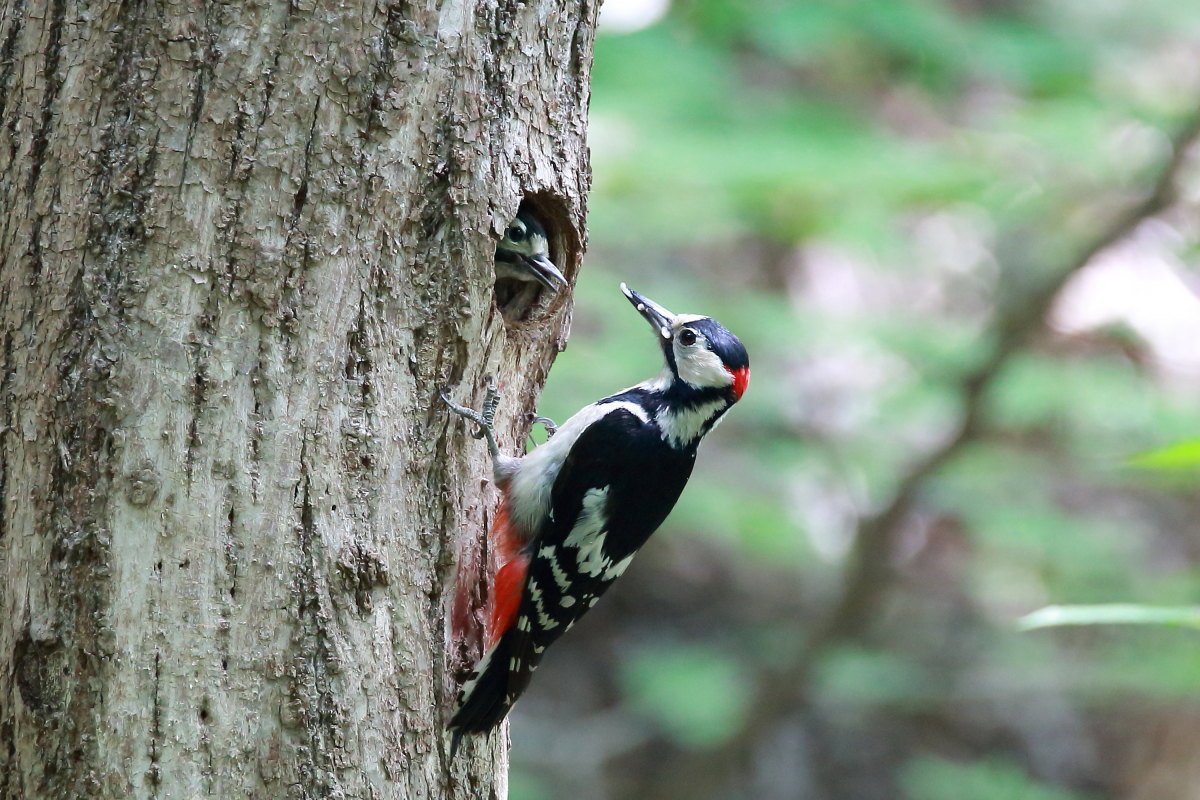 딱따구리2.JPG : 오색 딱따구리