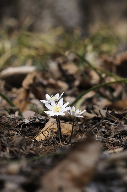 _DSC5853_00038.jpg : 신구대 식물원에서