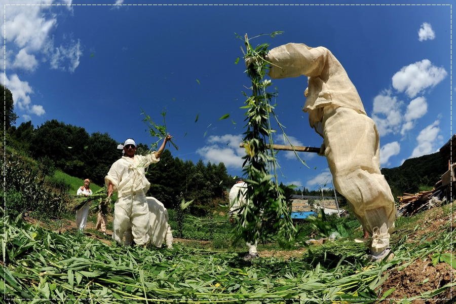 작업.jpg : 삼베잎 치기