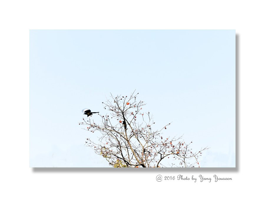 나머지 너 다먹어.jpg : 까치 밥