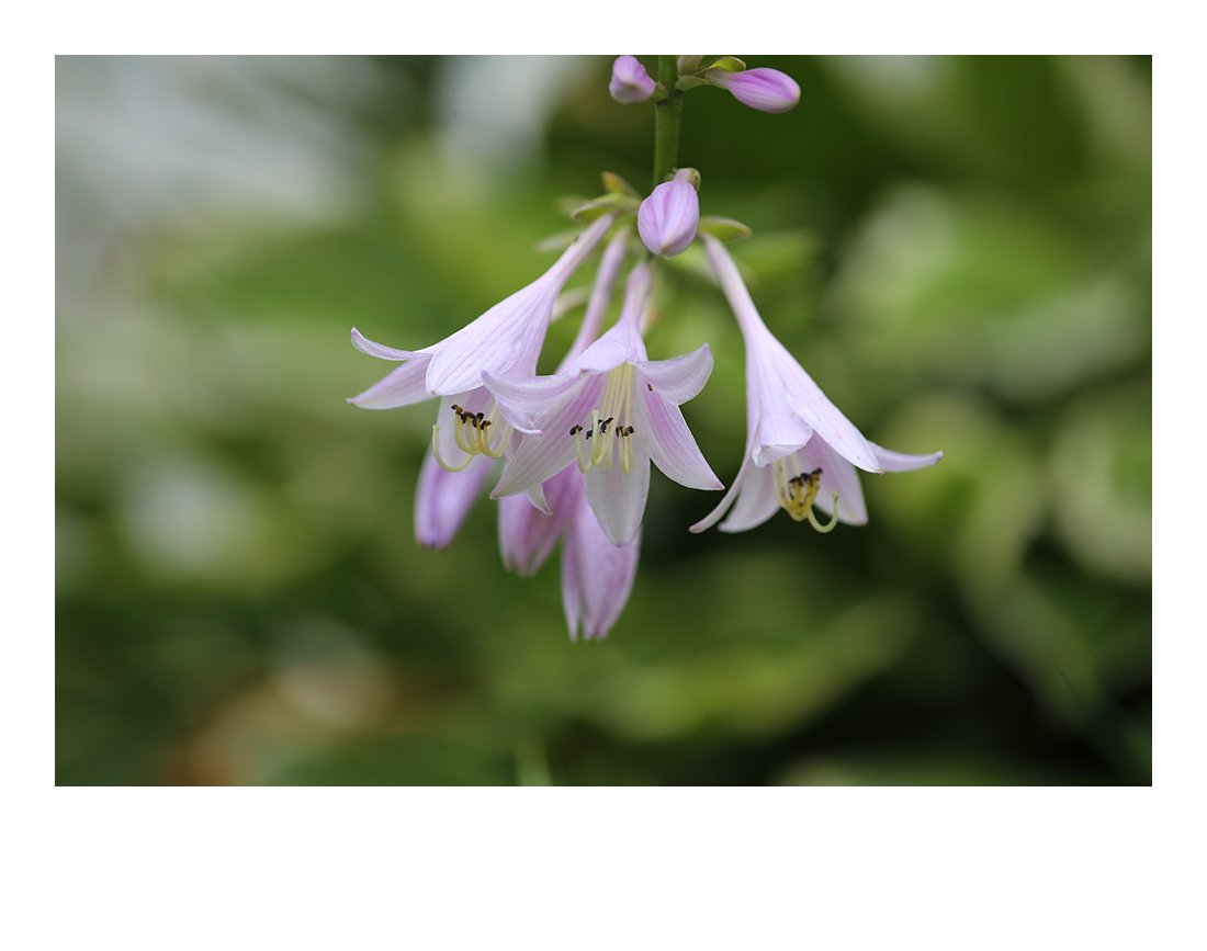 IMG_0307-1-2.jpg : 비비추