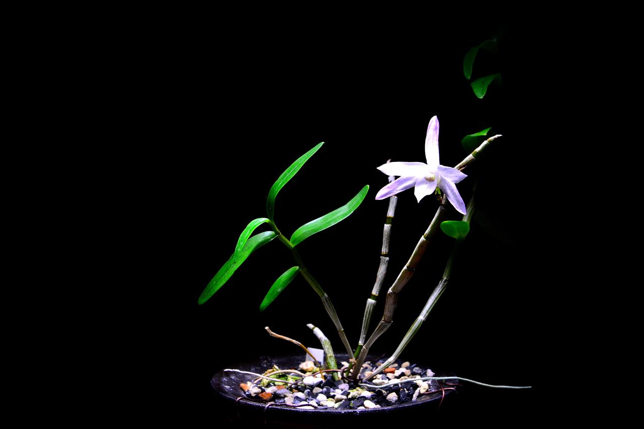 BandPhoto_5104037886.jpg : 석곡란ㅡ백화