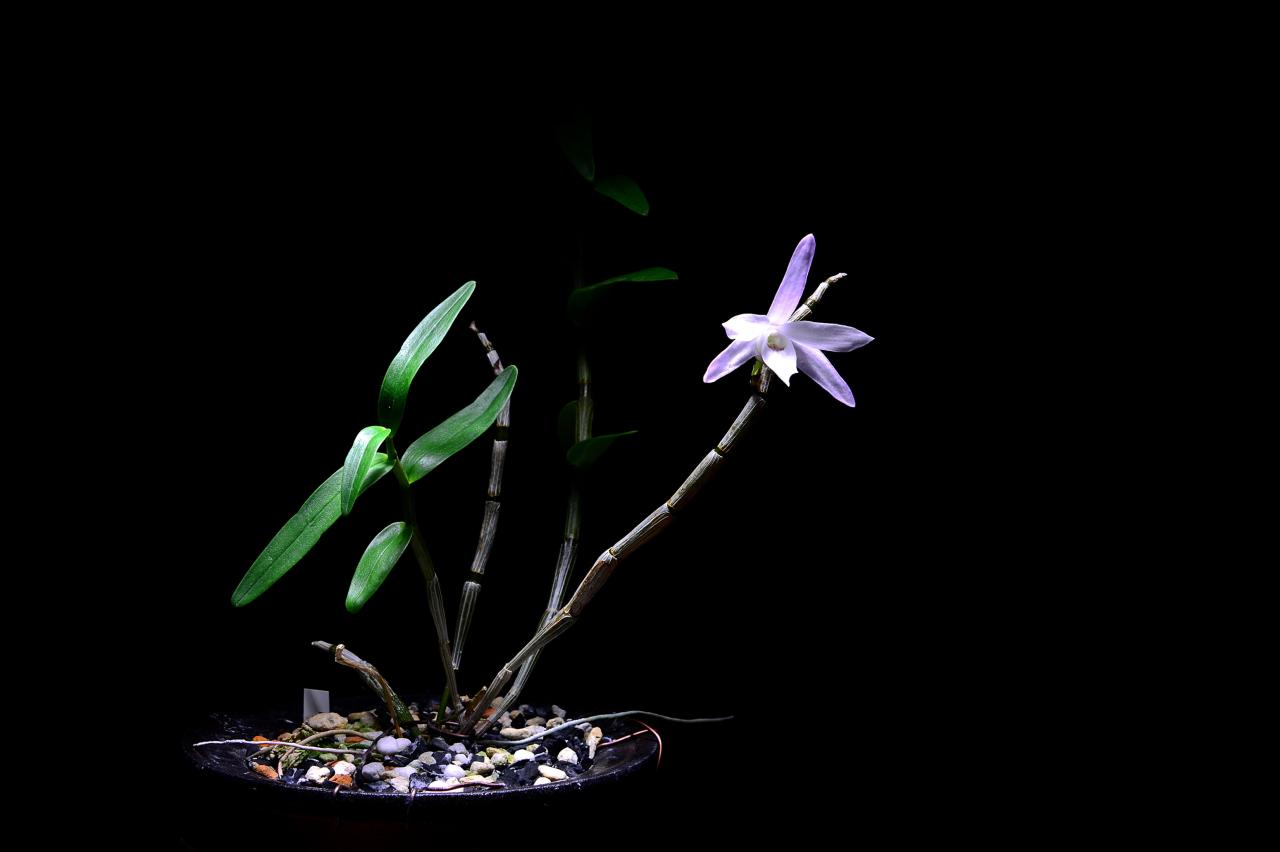 BandPhoto_5104037885.jpg : 석곡란ㅡ백화