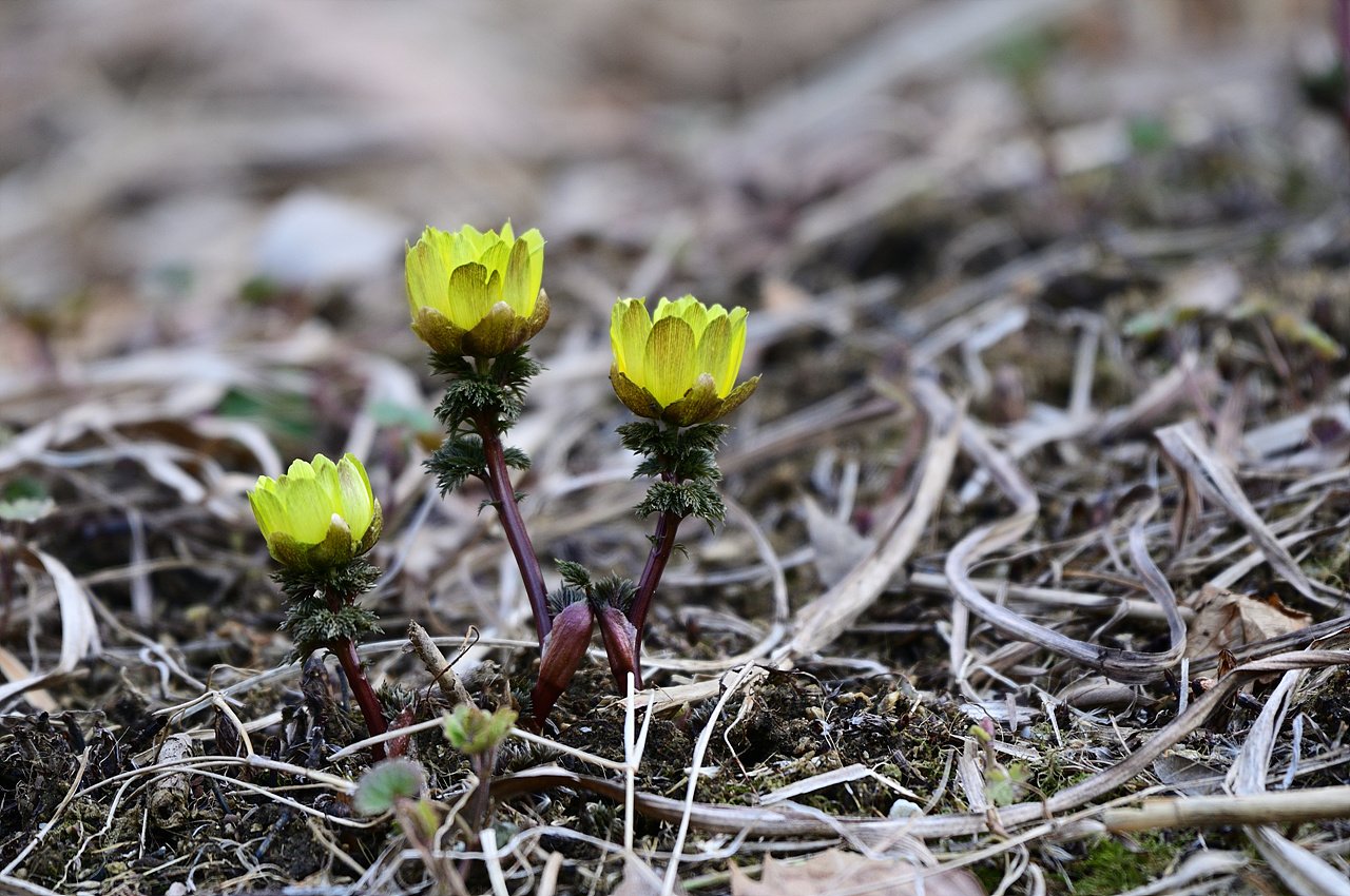 _DSC9933_00001.jpg : 3월7일 현재 물향기 수목원 소식